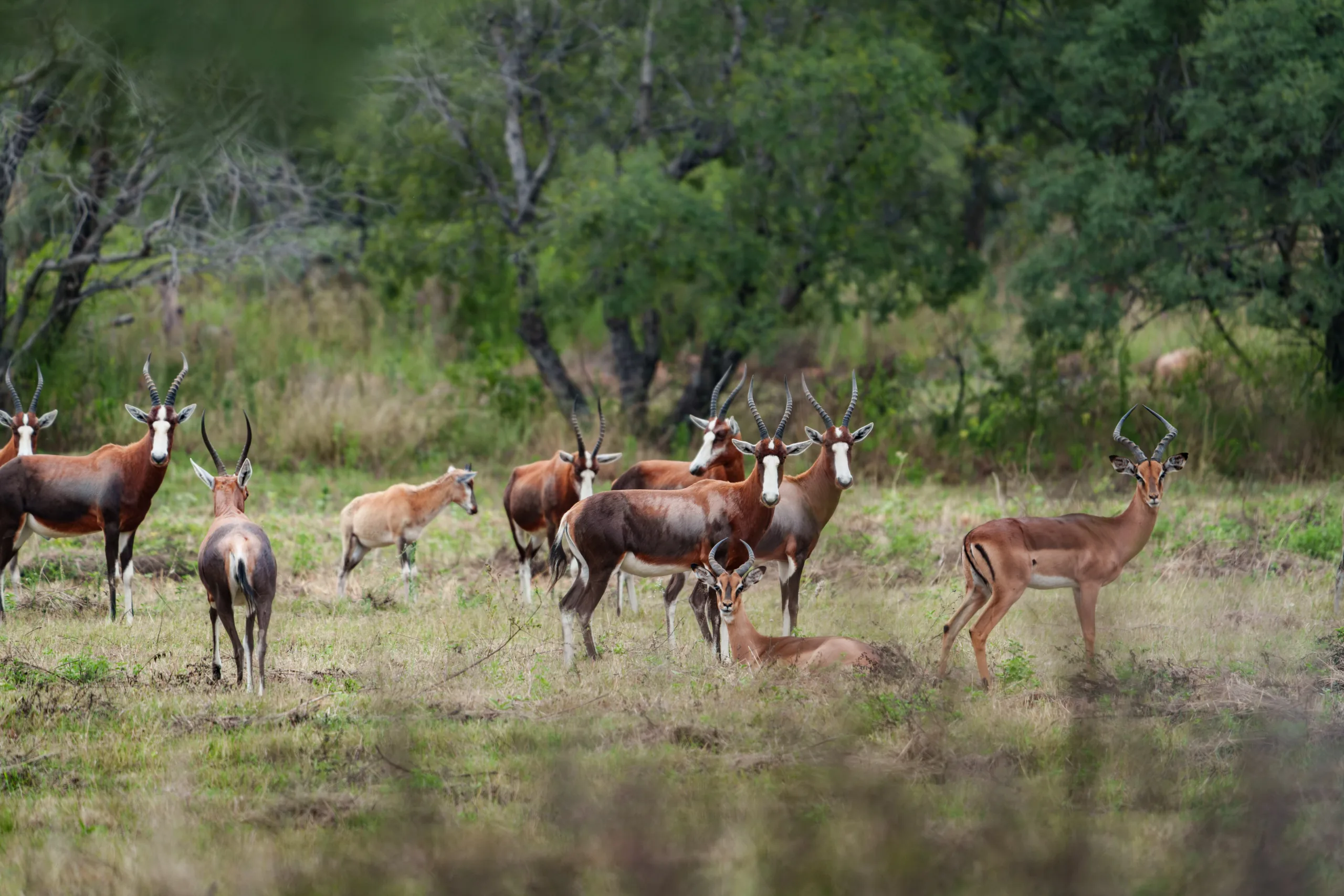 Animals on the ranch